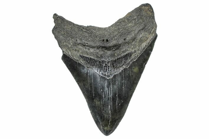 Serrated, Fossil Megalodon Tooth - South Carolina #362453